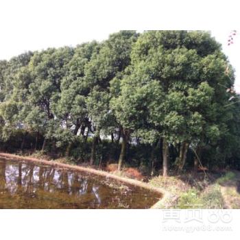 成都苗木批发基地