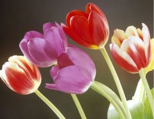 郁金香的花语与寓意