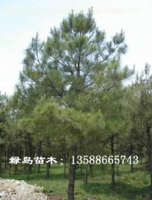 湿地松图片