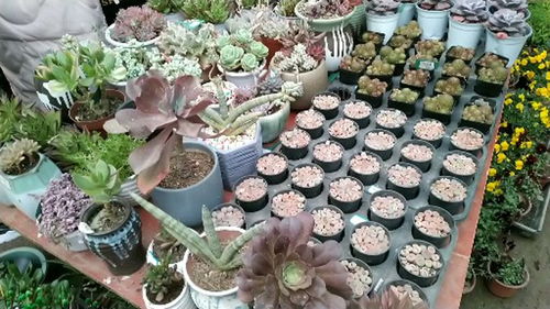 买鲜花在哪里买