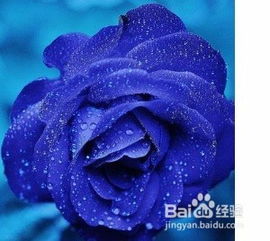 蓝色玫瑰花图片大全