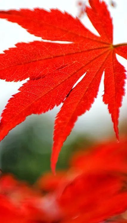 红枫叶图片