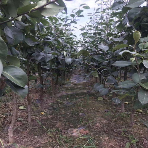 白蜡树苗多少钱一棵