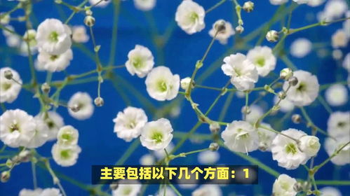 白色满天星的花语是什么