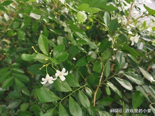九里香花有毒吗可以室内养吗