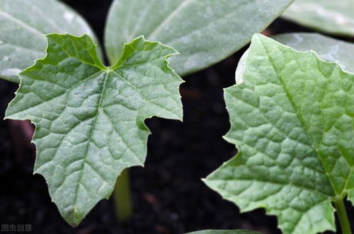 金线莲种植技术与栽培管理