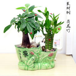 做生意买什么绿植招财