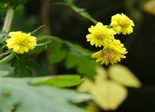 菊花的特点和象征意义