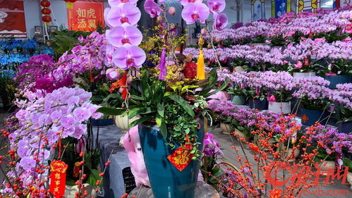 广州鲜花批发市场在哪里批发