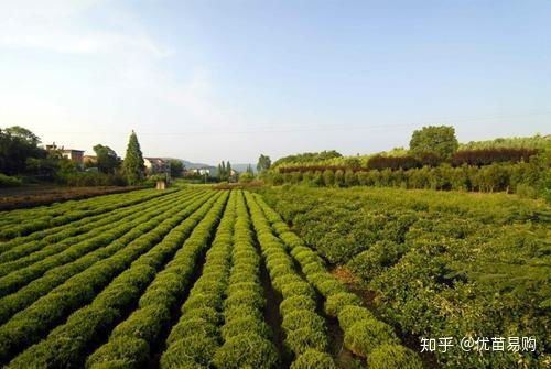 苗木市场发展前景
