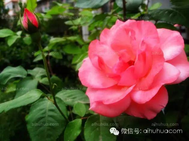 月季花的繁殖方法 月季花的繁殖方法