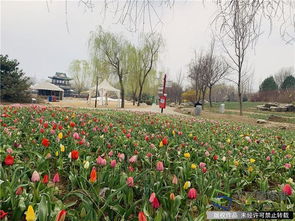 北京顺义国际鲜花港