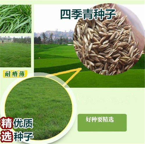 马尼拉草籽多少钱一斤