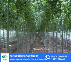 苗木价格在哪里查询