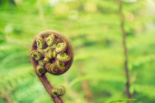 植物妈妈有办法课后仿写