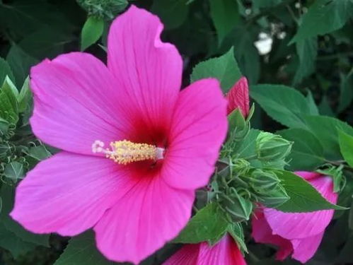 芙蓉花的养殖方法和注意事项