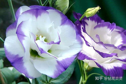 白色洋桔梗适合送人吗