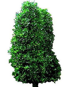 52种常见灌木图片名称