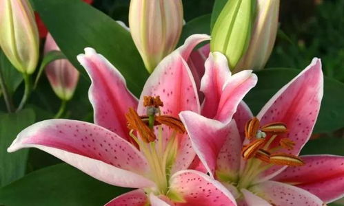 百合花浪漫的花语