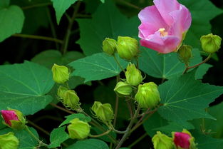 芙蓉花的养殖方法