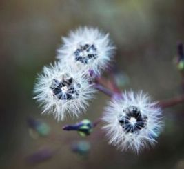 5种植物传播种子的方法