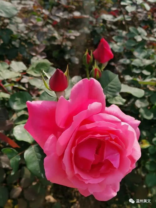 月季花语和寓意
