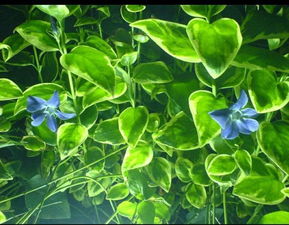 中国植物百科网