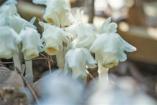 水晶兰花语