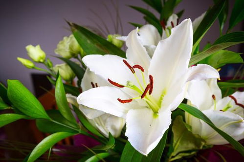 香水百合花语