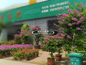 苗木花卉批发交易市场
