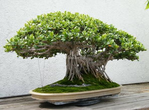 榕树图片
