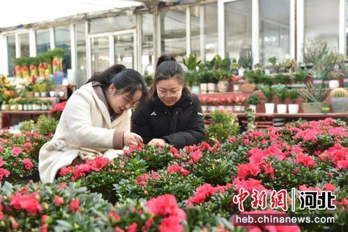 花卉市场的花卉哪里进货