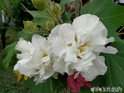 芙蓉花的养殖方法视频