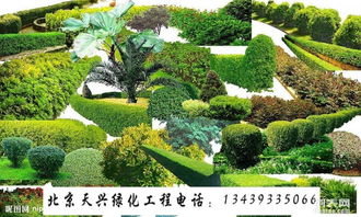 园林绿化苗木大全