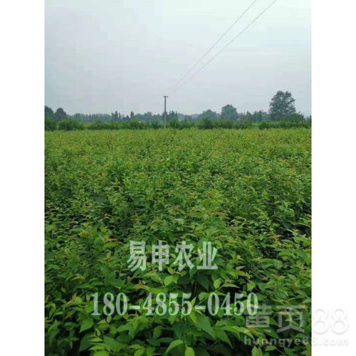 青青苗木价格(青青苗木价格网)