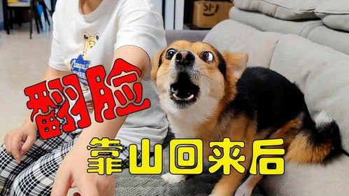 狗男近期的运势怎么样啊视频