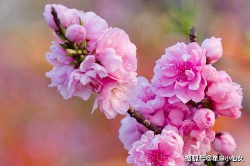 白羊座4月近期桃花运势如何
