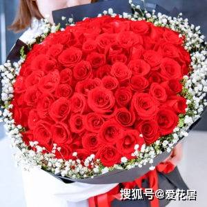 情人节玫瑰花99朵图片大全