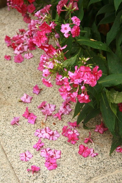 花草图片大全高清图片