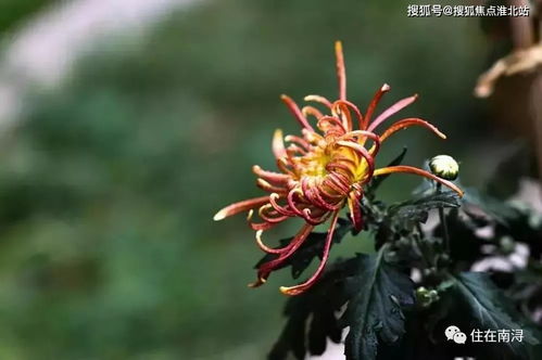 土象近期感情运势怎么样啊