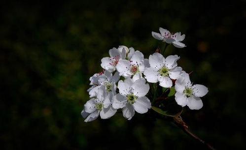 水瓶座最近桃花运