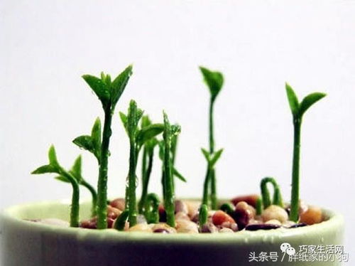 小盆栽批发1到10元的发芽