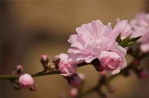 天子近期桃花运势怎么样了