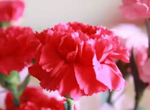 康乃馨花语和寓意送母亲几朵