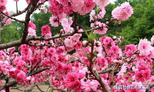 怎么看近期烂桃花运势呢
