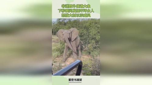 风象火象近期运势如何呢女