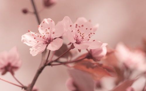 近期是否有烂桃花运势呢知乎