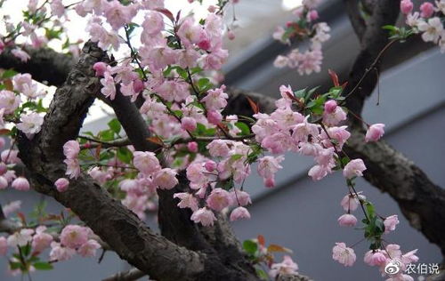 海棠花为什么不吉利的原因