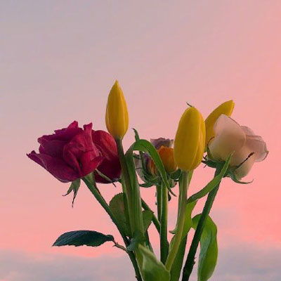 鲜花图片大全高清 图片