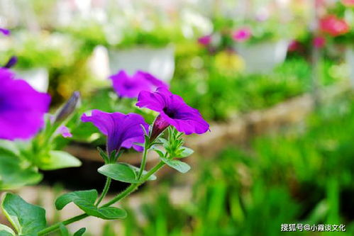 巨蟹座七月份桃花运